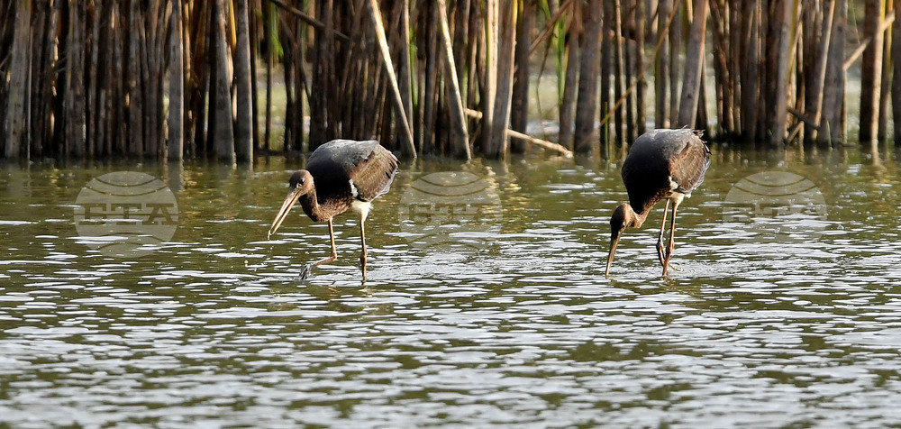 Село Малък Поровец - черни щъркели - любопитно