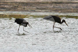 Село Малък Поровец - черни щъркели - любопитно