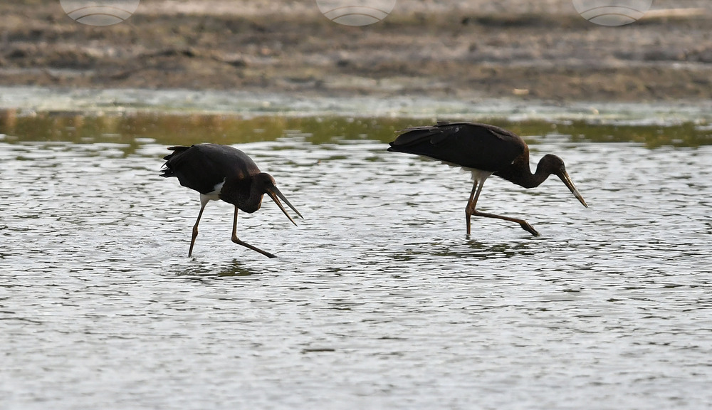 Село Малък Поровец - черни щъркели - любопитно