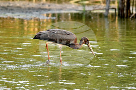 Село Малък Поровец - черни щъркели - любопитно