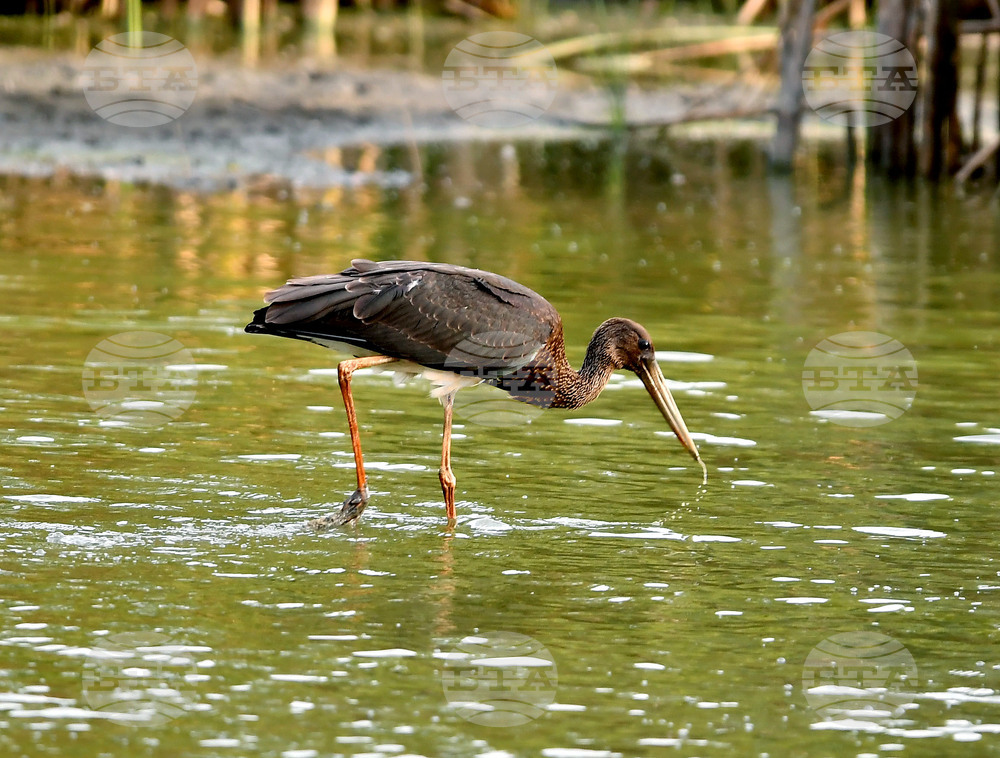 Село Малък Поровец - черни щъркели - любопитно