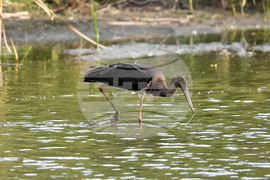 Село Малък Поровец - черни щъркели - любопитно