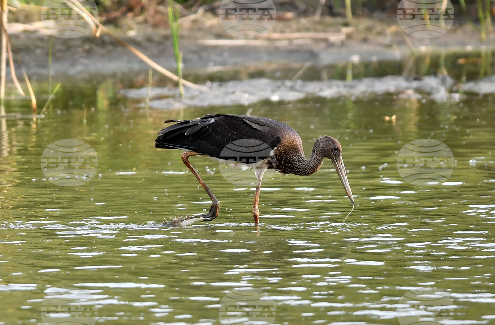 Село Малък Поровец - черни щъркели - любопитно