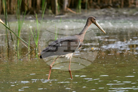 Село Малък Поровец - черни щъркели - любопитно