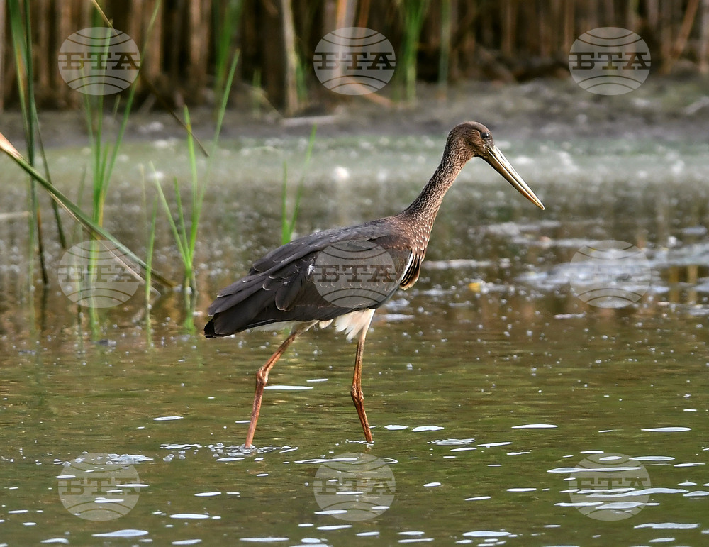 Село Малък Поровец - черни щъркели - любопитно