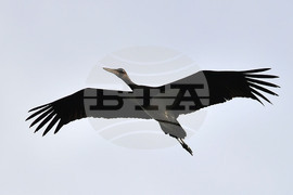 Село Малък Поровец - черни щъркели - любопитно