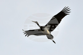 Село Малък Поровец - черни щъркели - любопитно