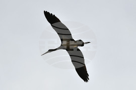 Село Малък Поровец - черни щъркели - любопитно