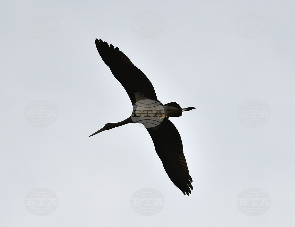 Село Малък Поровец - черни щъркели - любопитно