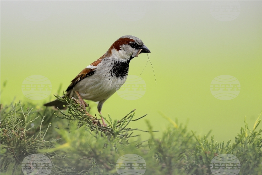 Шумът от човешката дейност засяга силно птиците и репродуктивните им способности