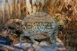 Нощ на музеите - Национален природонаучен музий при БАН