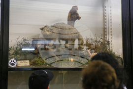 Нощ на музеите - Национален природонаучен музий при БАН