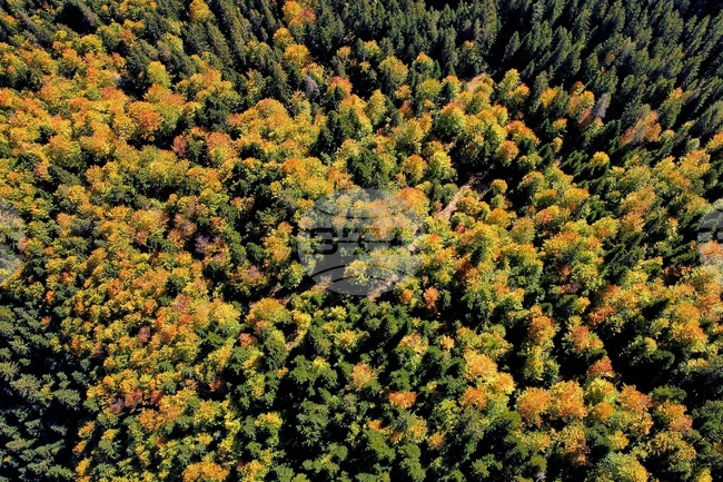 Bulgaria's Wood Processing Industry Collapsing, Warns Expert