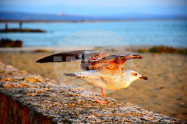 Поморие - топло време - изгрев