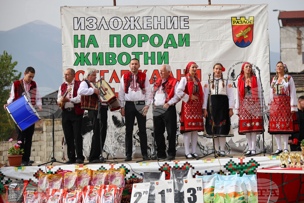 Разлог - изложение на животни