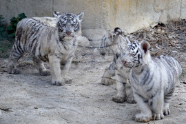 Варна - зоопарк - тигърчета