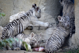 Варна - зоопарк - тигърчета