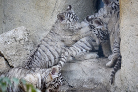 Варна - зоопарк - тигърчета