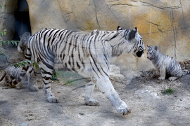 Варна - зоопарк - тигърчета