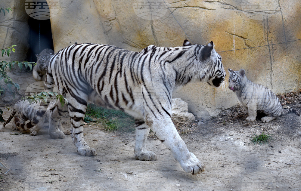 Варна - зоопарк - тигърчета