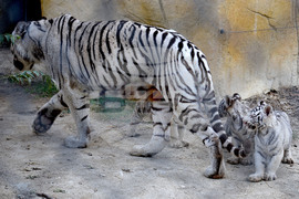 Варна - зоопарк - тигърчета