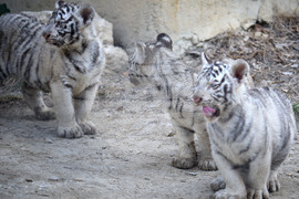 Варна - зоопарк - тигърчета