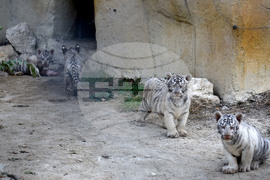Варна - зоопарк - тигърчета