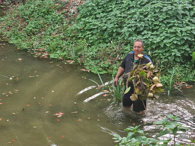 Засадени са първите водни лилии в района на преливника на река Тученишка в плевенския парк "Кайлъка"