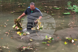 Плевен - водни лилии - парк "Кайлъка"
