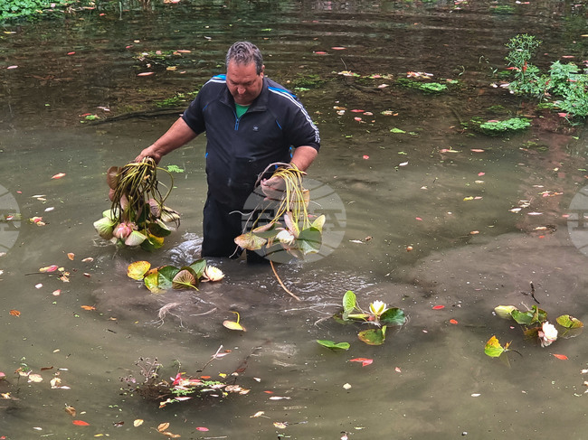 Плевен - водни лилии - парк "Кайлъка"