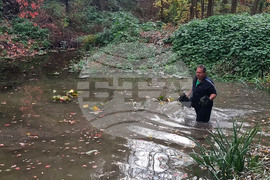 Плевен - водни лилии - парк "Кайлъка"