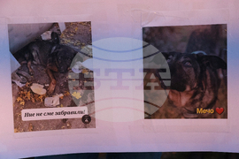 Събиране-протест - НПО "Мечо и приятели"