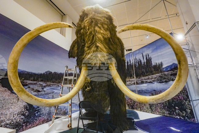 „Минералният глад“ е причината за измирането на мамутите, твърдят учени