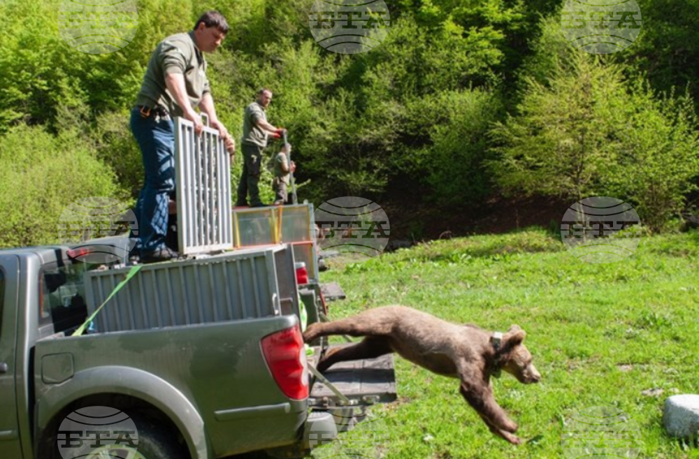 Three Brown Bears Reintroduced in Wild after Rehabilitation in Greece