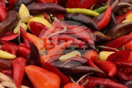 Селскостопанска академия - Празник на земеделската наука