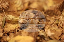 Конгрес на Европейската организация на тютюнопроизводителите УНИТАБ