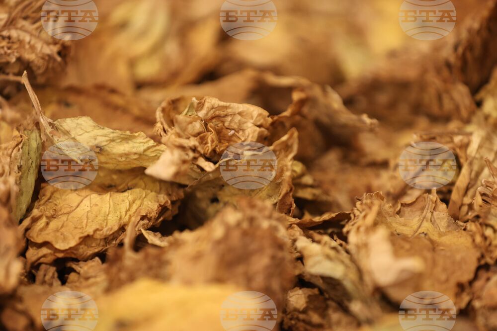 Срокът за вписване на тютюнопроизводителите в публичния регистър се удължава до 30 май