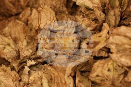 Конгрес на Европейската организация на тютюнопроизводителите УНИТАБ