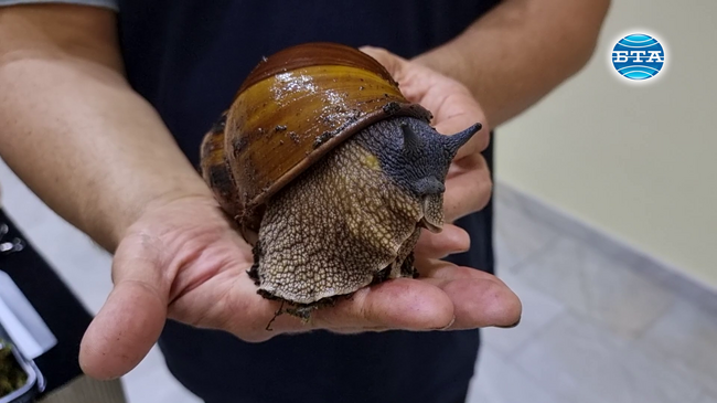 Биолог представя в изложба живи гигантски охлюви в Русенския екомузей