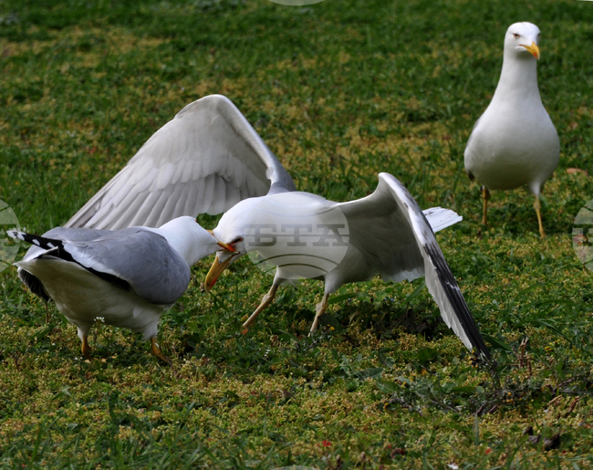 Задържан е мъж, прострелял гларус с пистолет в Бургас