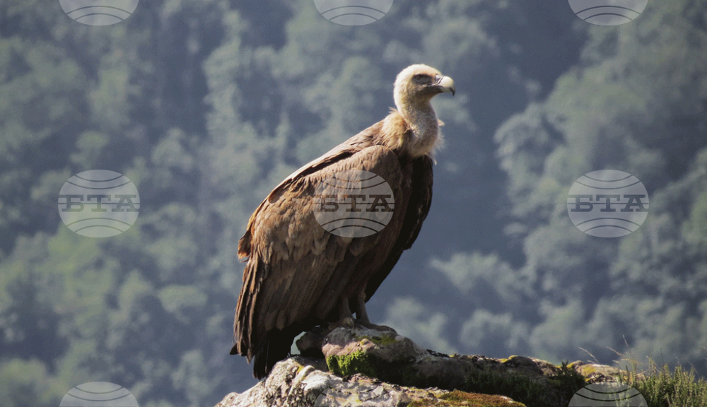 Spring Count of Endangered Griffon Vulture Identifies 76 Chicks, Upward Trend Continues