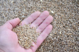 Варна - склад - зърно