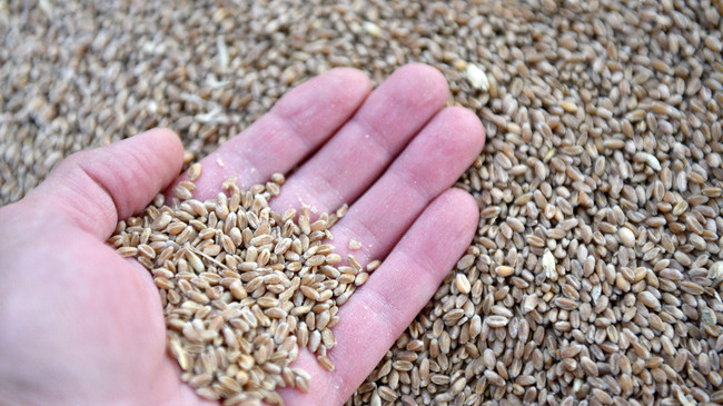 Situation for Grain Producers after Rainfalls Has Normalized, Says National Grain Producer Association