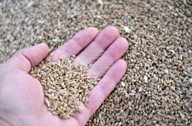 Situation for Grain Producers after Rainfalls Has Normalized, Says National Grain Producer Association