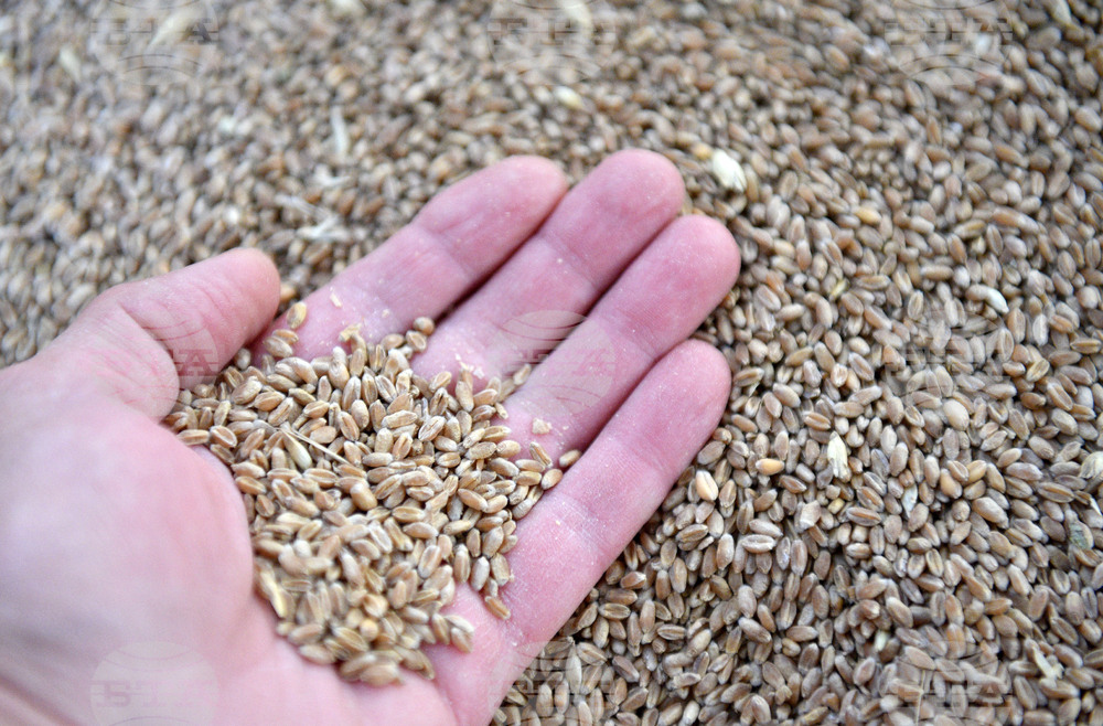 Варна - склад - зърно