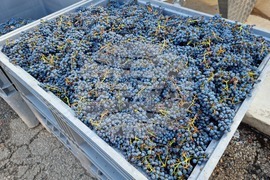 Южен Сакар - медиен тур "Международен ден на мавруда"