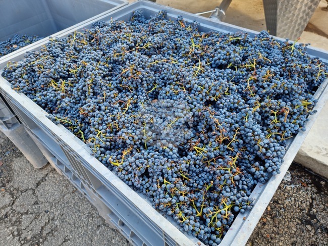 "Копа-Коджека" приветства пакета от мерки за лозаро-винарския сектор на ЕК с изключение на финансовата рамка