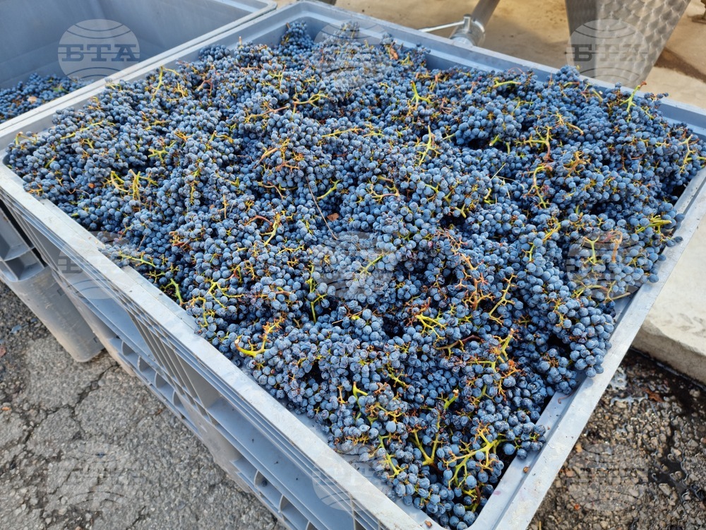 Южен Сакар - медиен тур "Международен ден на мавруда"