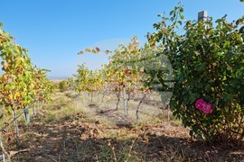 Южен Сакар - медиен тур "Международен ден на мавруда"