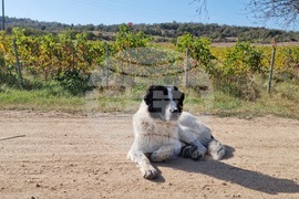 Южен Сакар - медиен тур "Международен ден на мавруда"